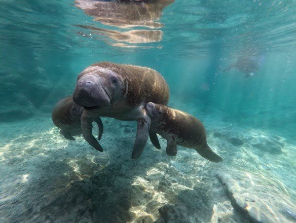Mother and Baby Manatees