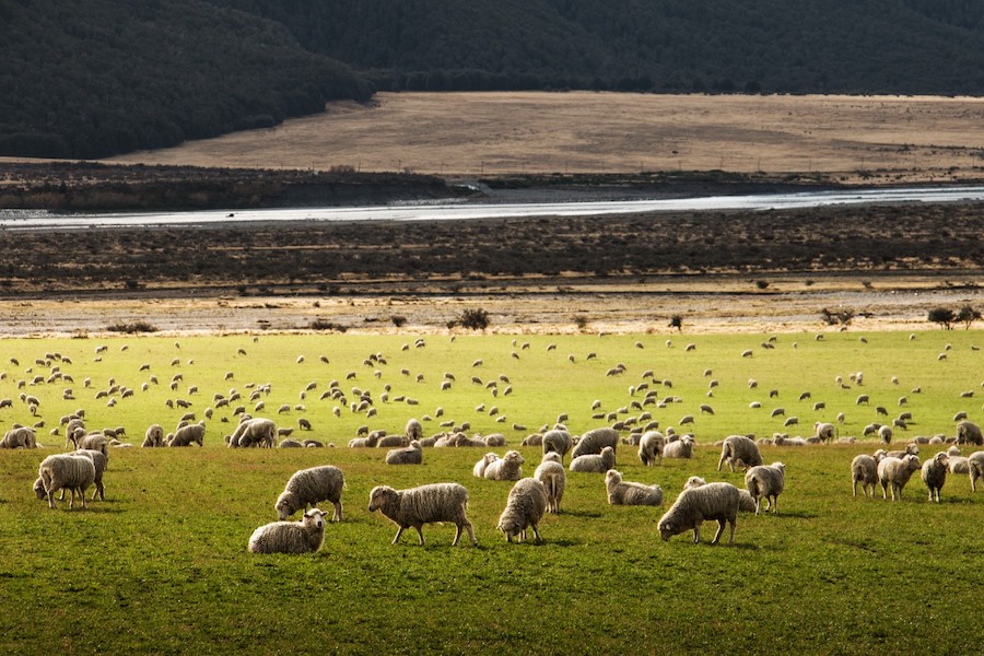 countryside sheep