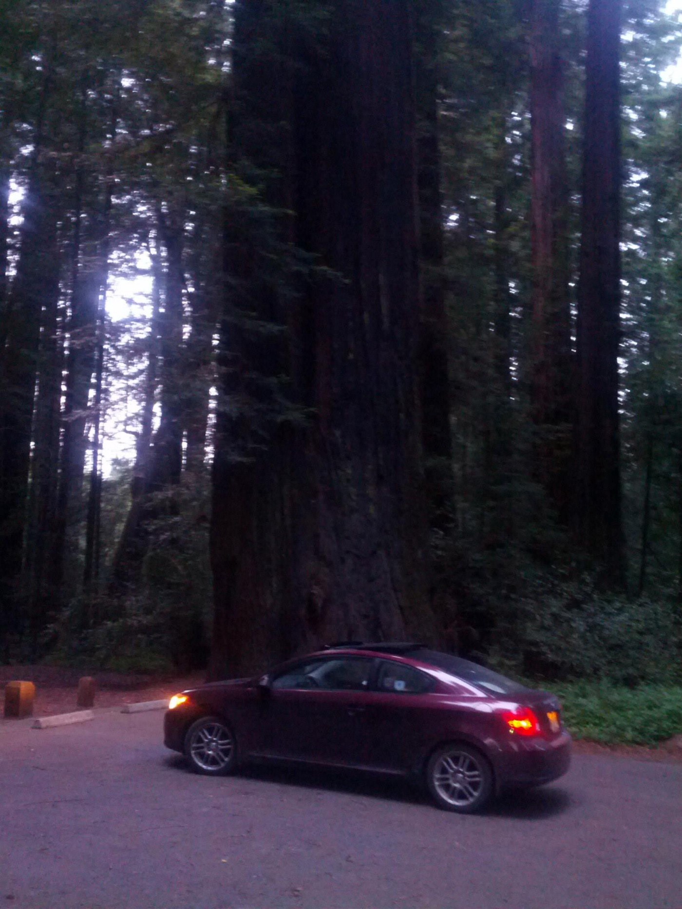 Redwood National Park, California