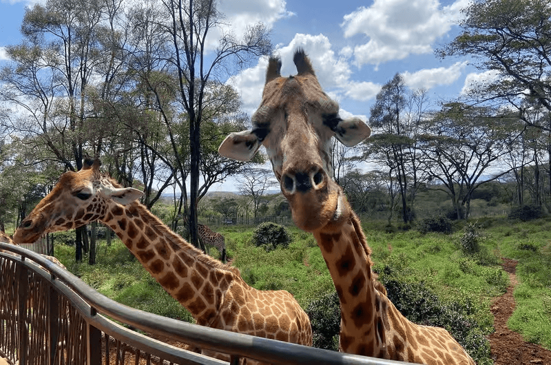 Nairobi — Art, eau et hauteur