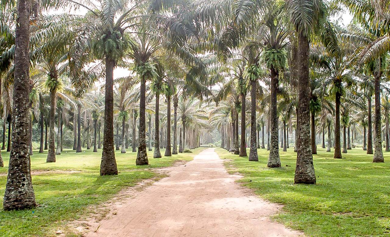 Abidjan — Mosquée, Jardin et Institut Français