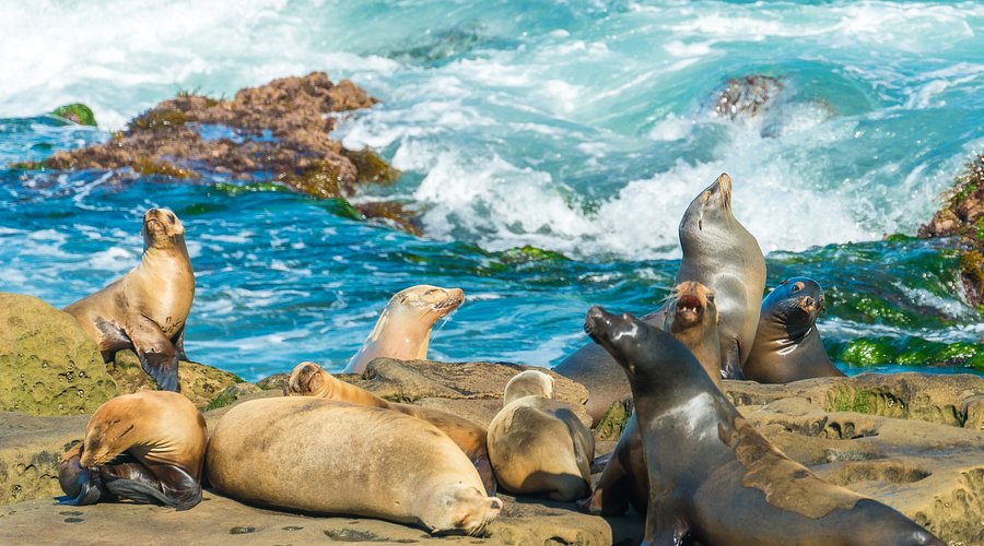 San Diego — Nature et Détente Côtière