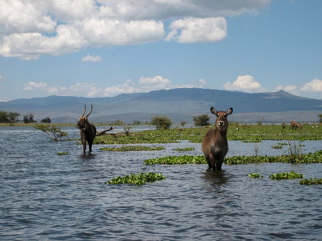 Nairobi — Art, eau et hauteur
