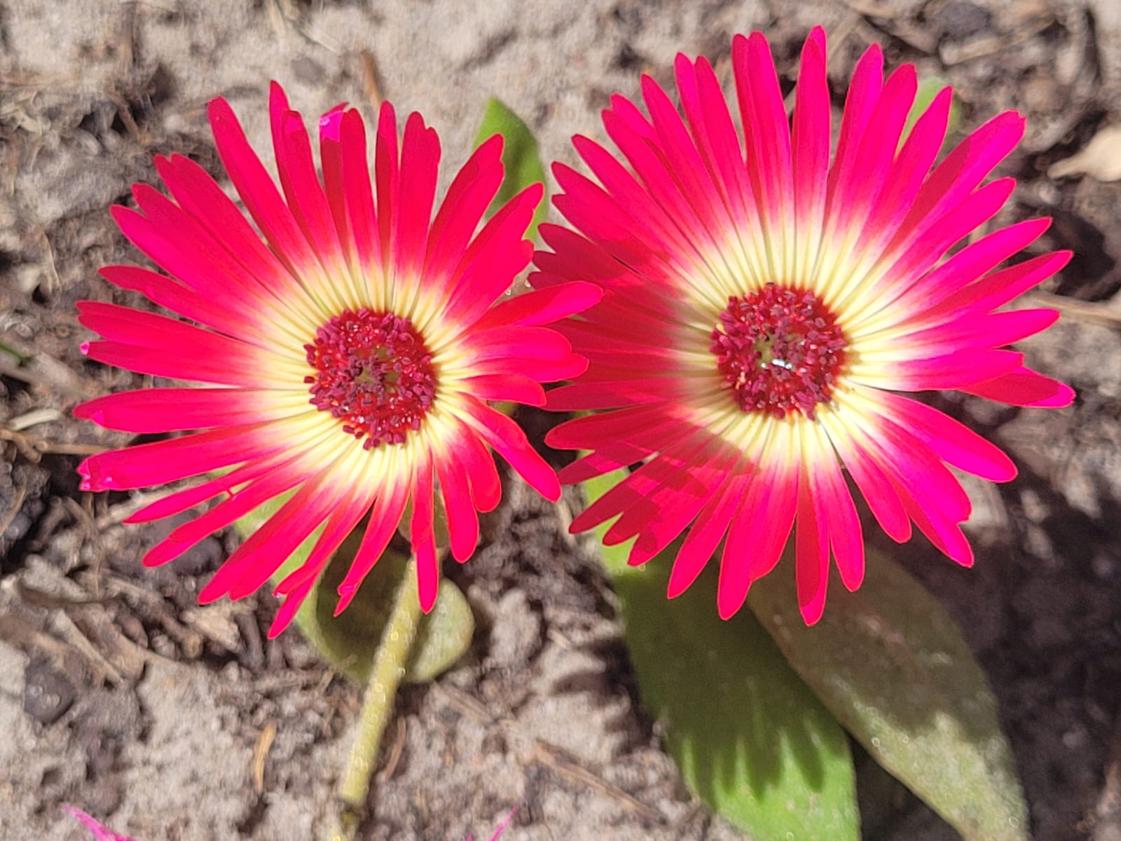 West Coast & Namaqualand Flower Season 2026: When and Where to See South Africa's Wildflowers