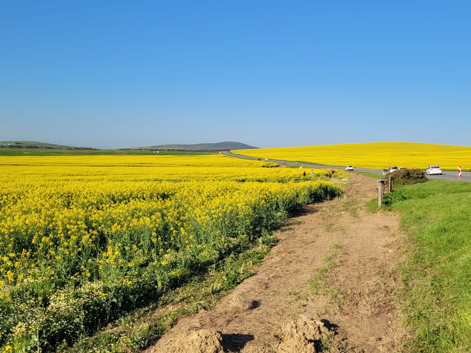 West Coast Flower Season 2026: 7 Must-Visit Towns to Add to Your South African Road Trip