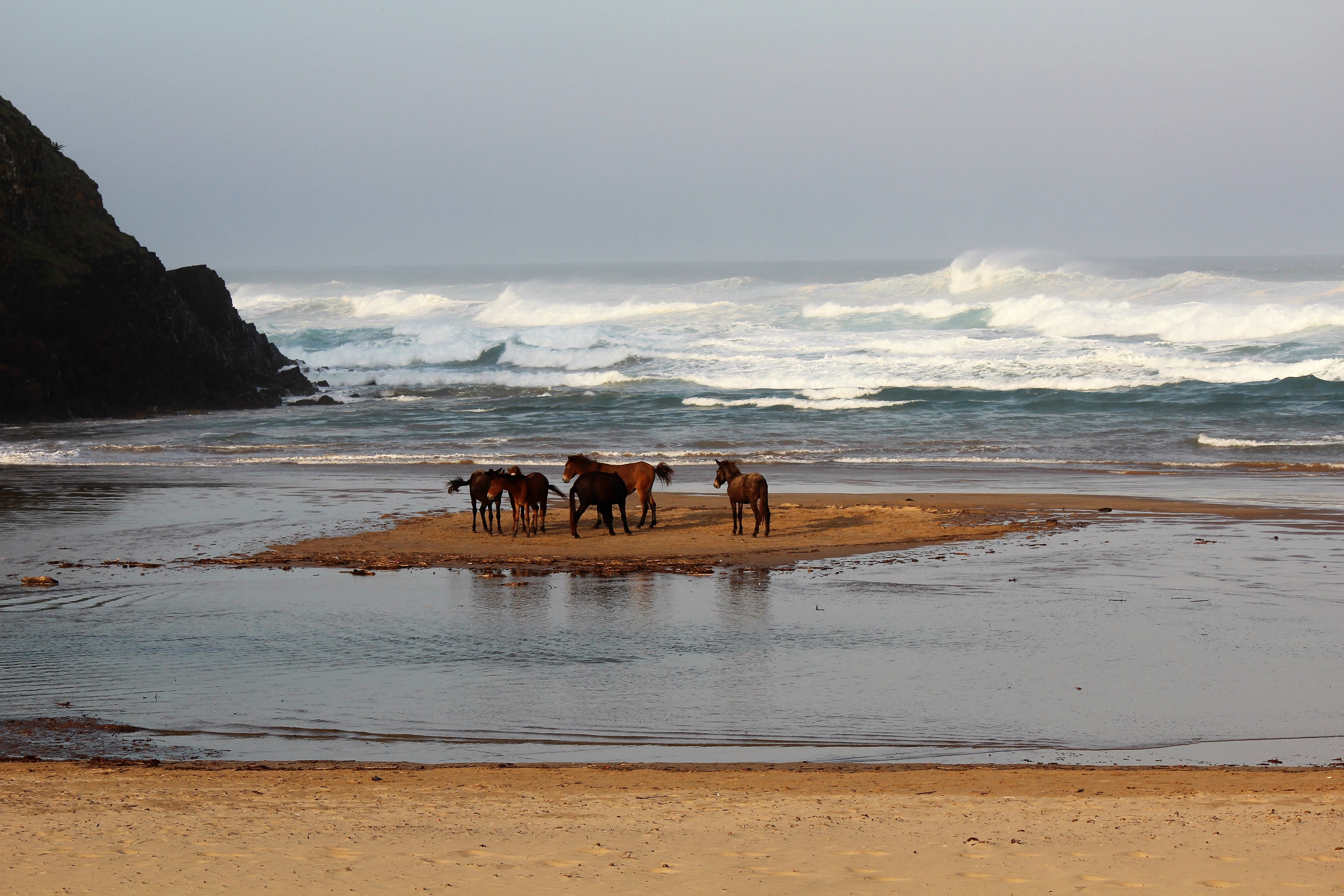 π Town Spotlight of the Week: Fisherhaven β Home of South Africa's Famous "Wild" Horses