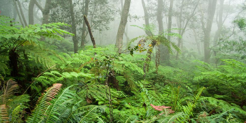 Chasing the Mist! Why Winter in Rheenendal's Ancient Forests is One of the Garden Route's Best-Kept Secrets