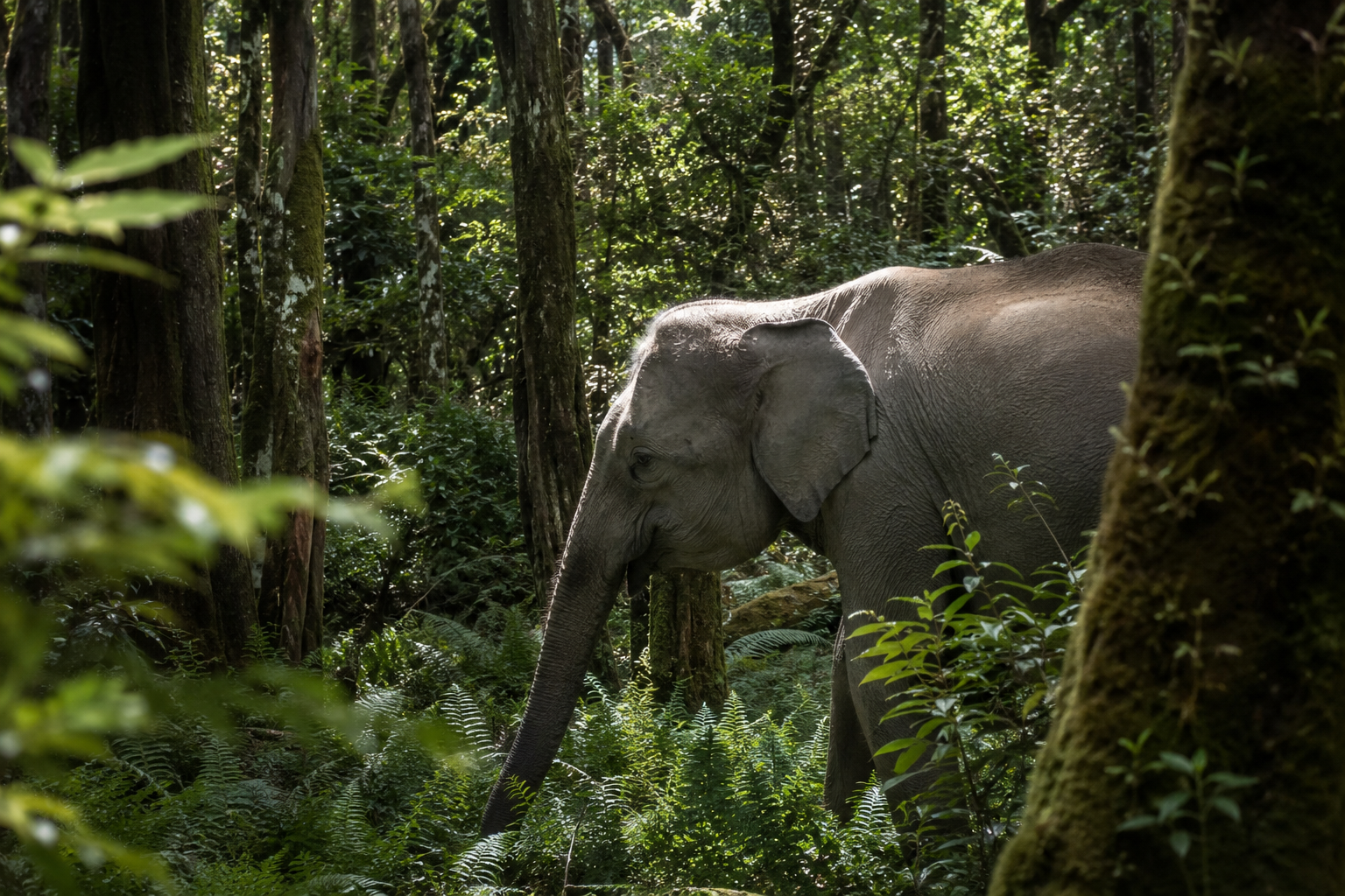 🐘 Oupoot: The Incredible Story of South Africa's Last Knysna Elephant