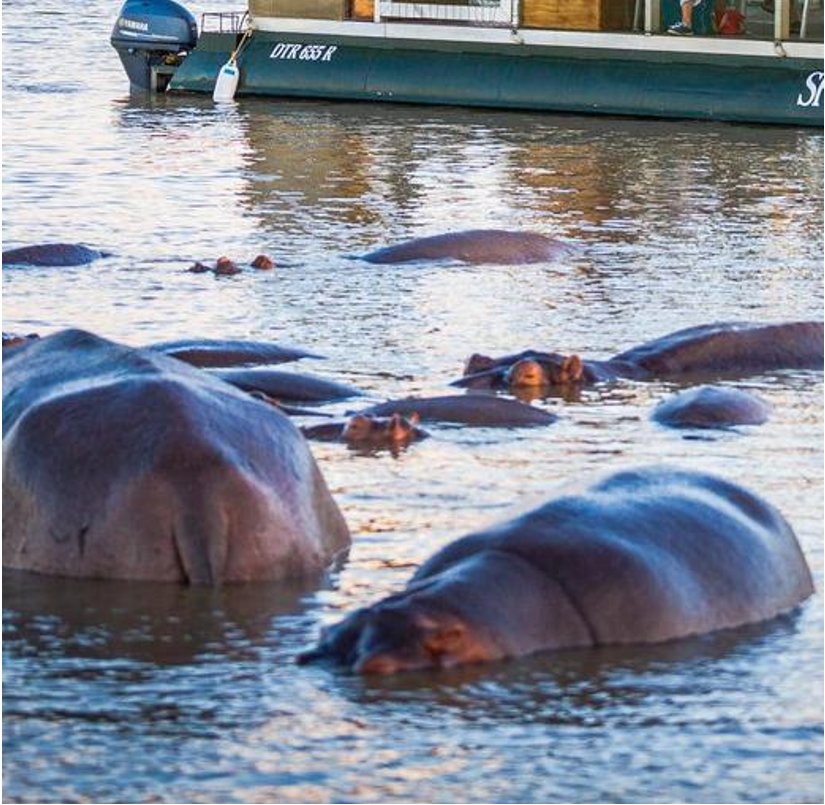 ๐ Town Spotlight of the Week: A Day Living in St Lucia โ Where the Wildlife Has Right of Way