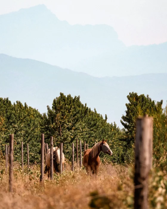 Tulbagh Horse Trails – photo 1