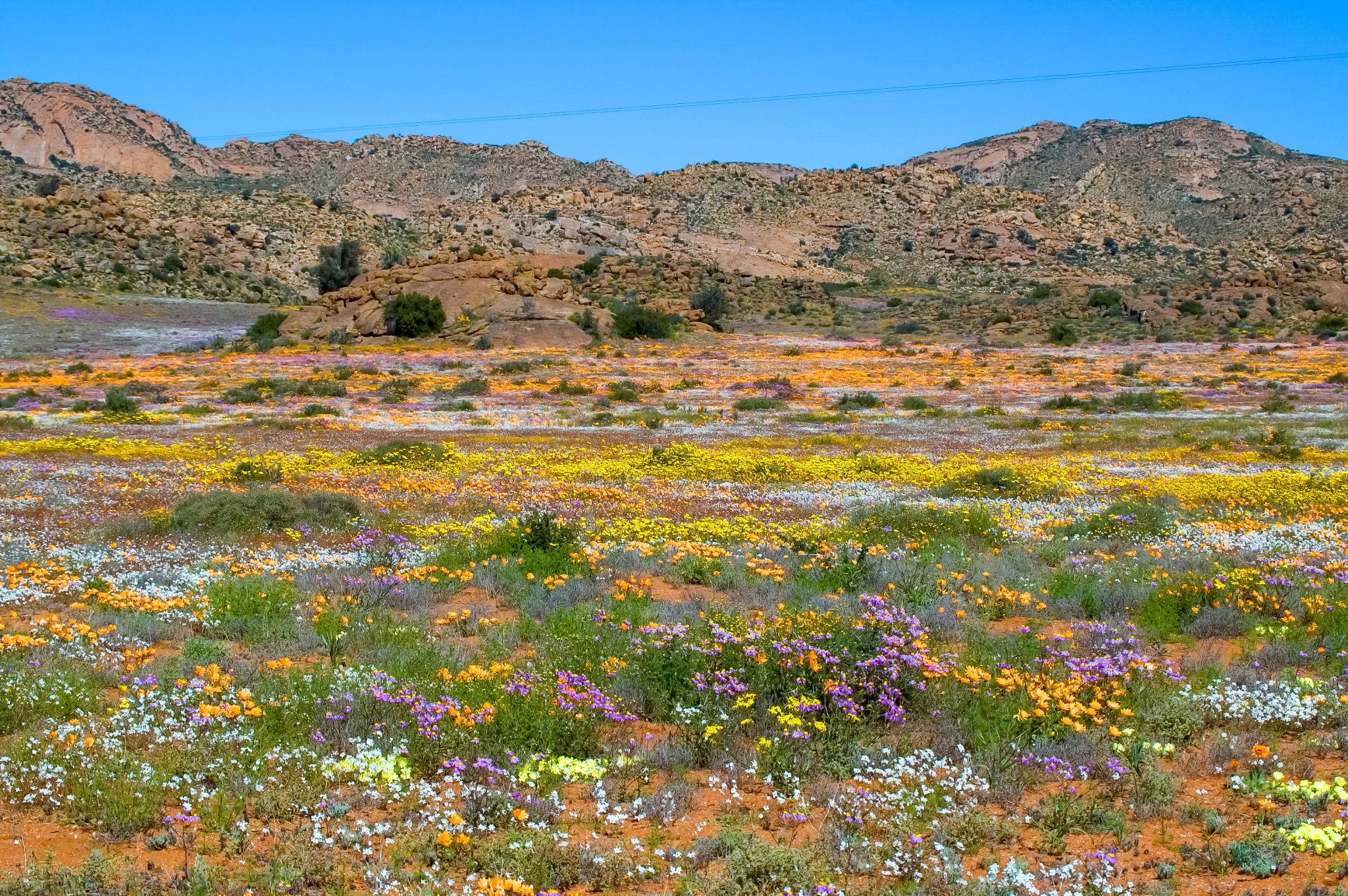 A view of Springbok