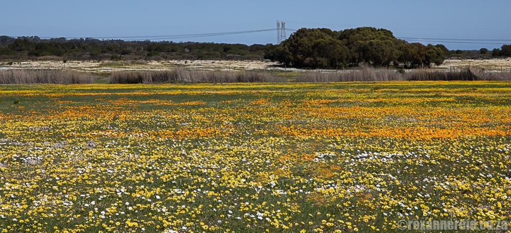 A view of Darling
