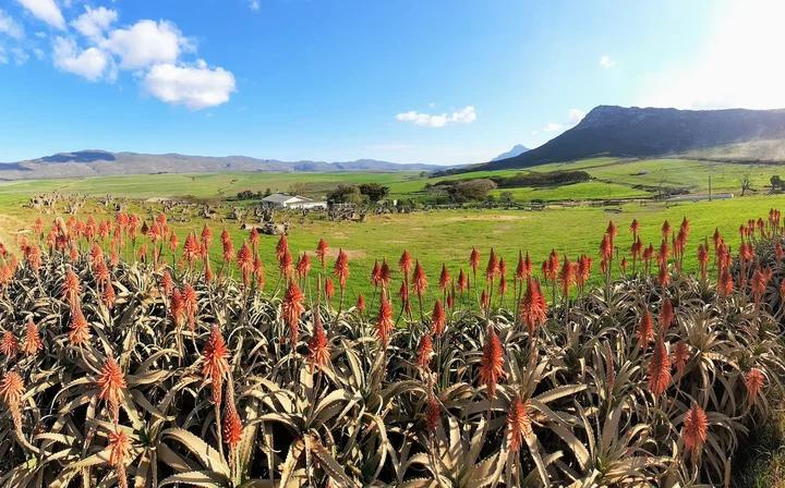 A view of Albertinia, a town in the Western Cape province