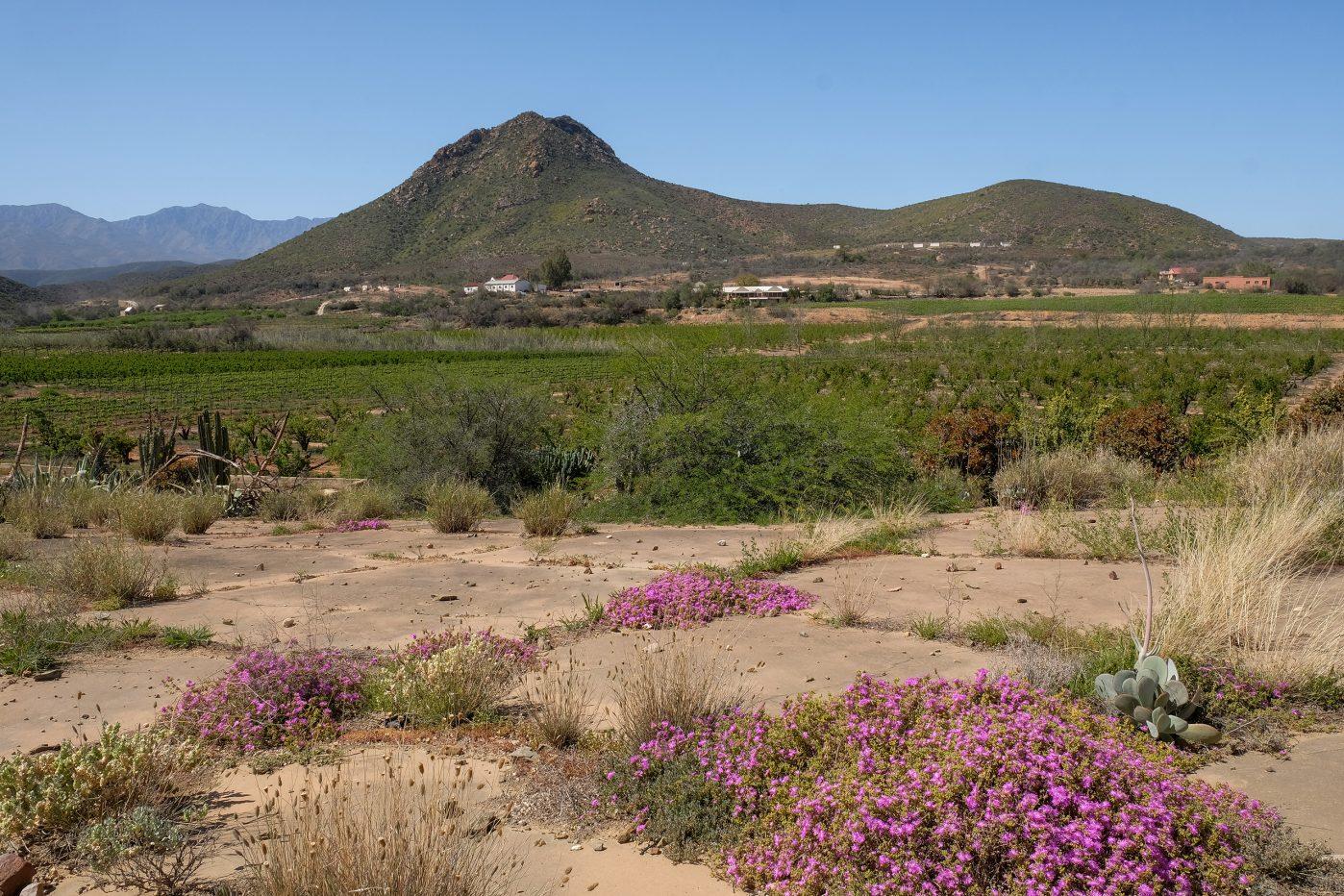 A view of Calitzdorp