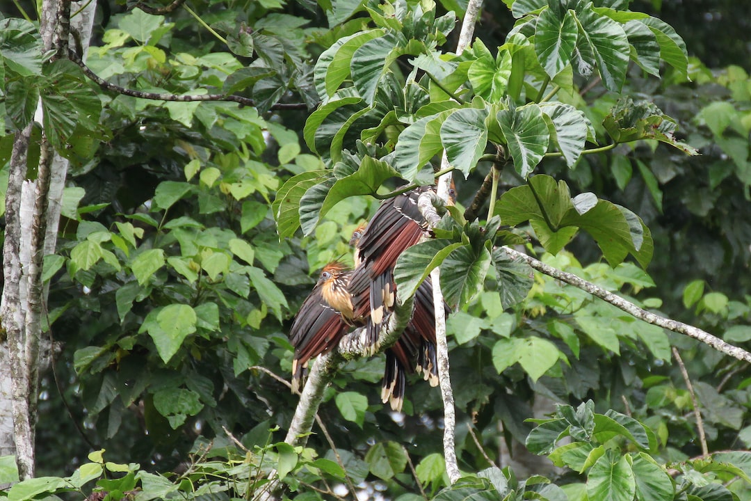 Misahualli