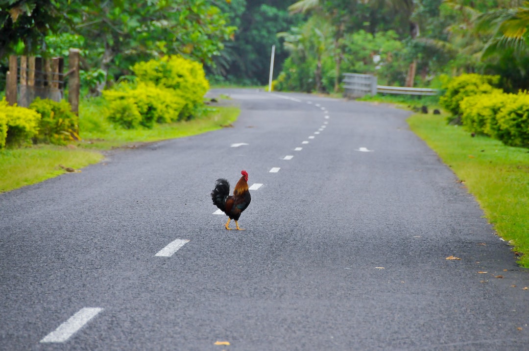 Cheap places in Samoa