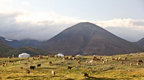 Mongolia Travel alone 