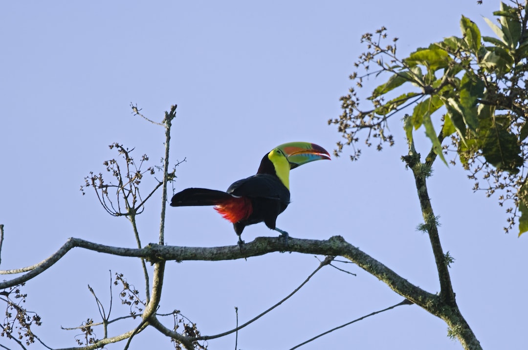 Hospitality exchange in Turrialba