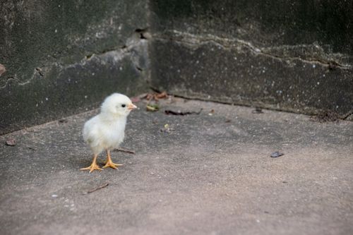 Crime in Cape Coast