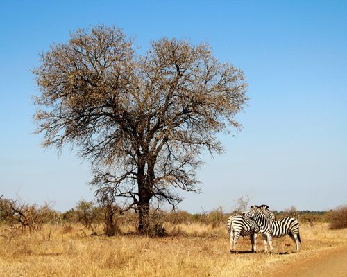 Is Kruger National Park safe?