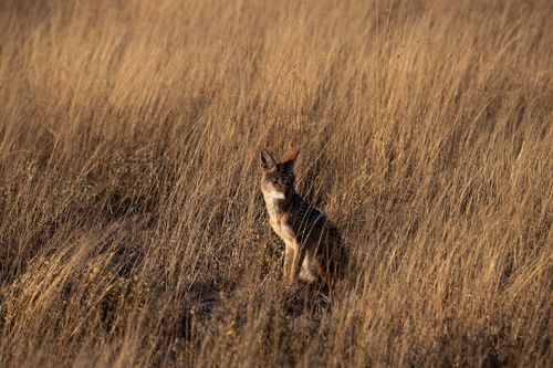 Solo Travel in Central Kalahari Game Reserve