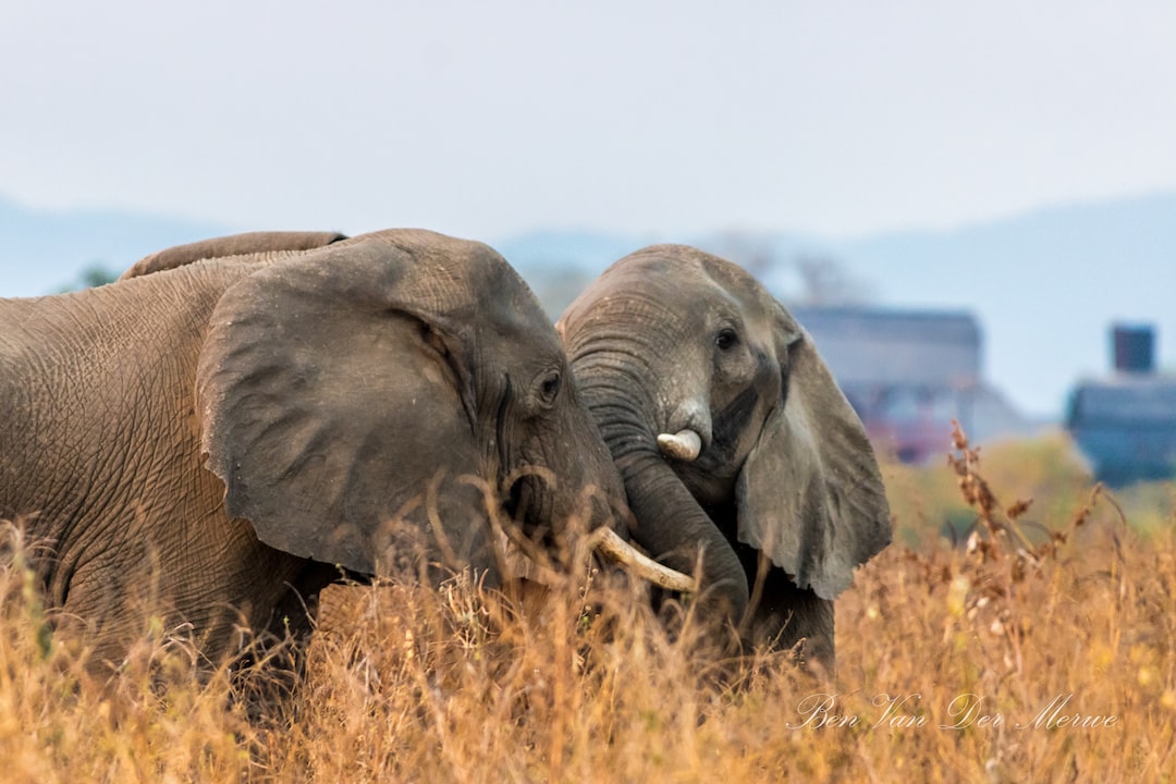 Is Kariba safe?