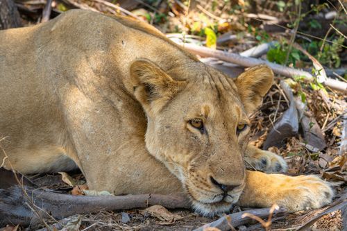 Solo Travel in Selous Game Reserve