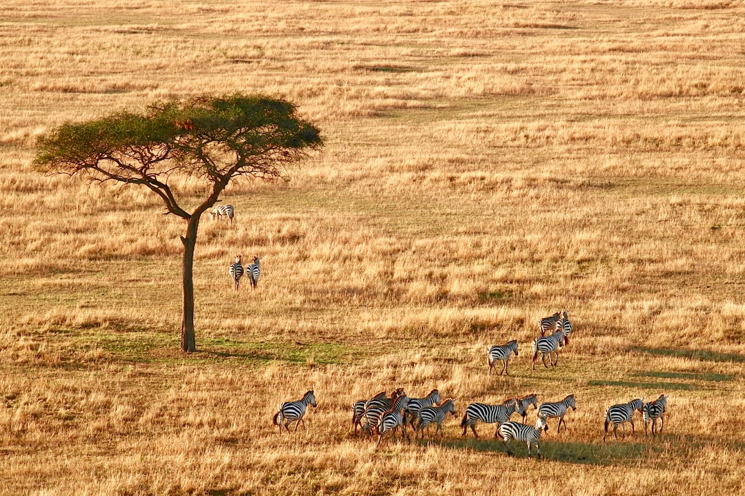 Hospitality exchange in Arusha