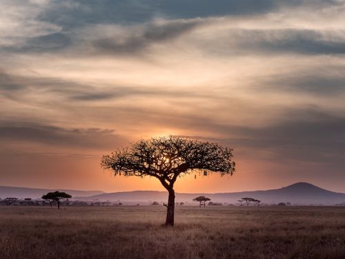 Serengeti Travel alone 