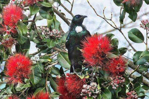 Crime in Palmerston North