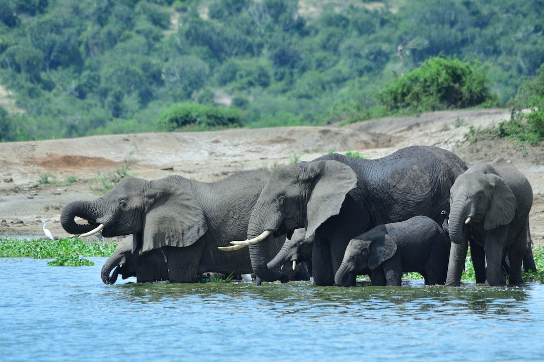 Kasese
