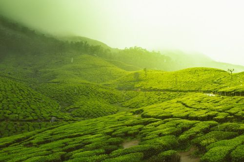 Hospitality exchange in Munnar