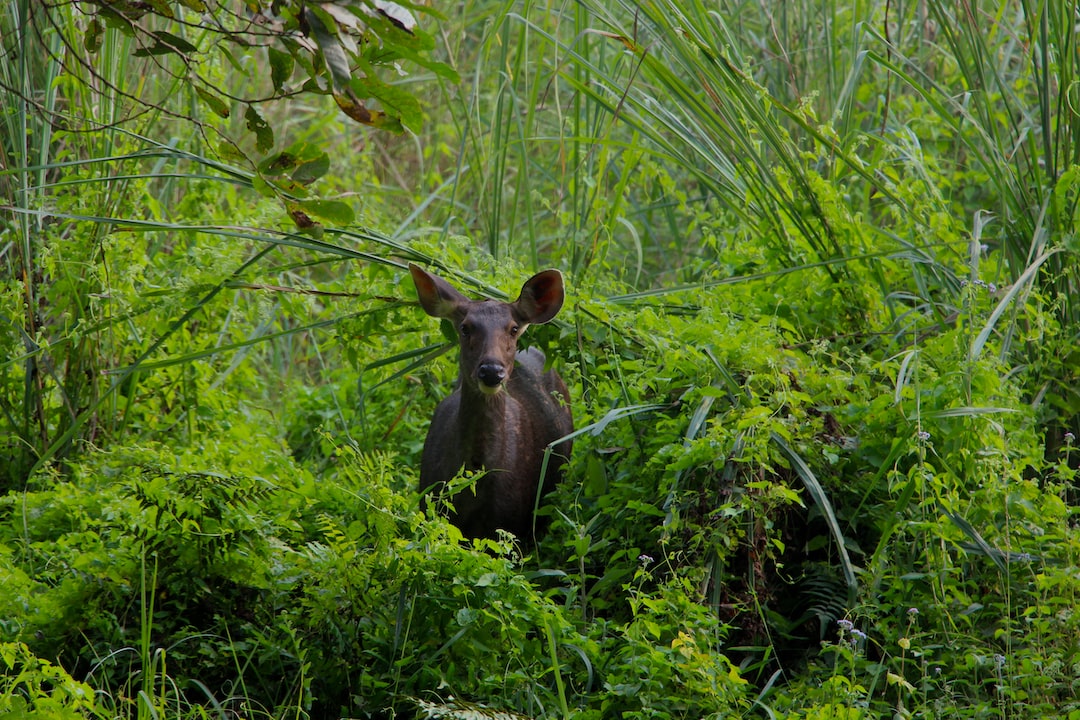 Hospitality exchange in Chitwan