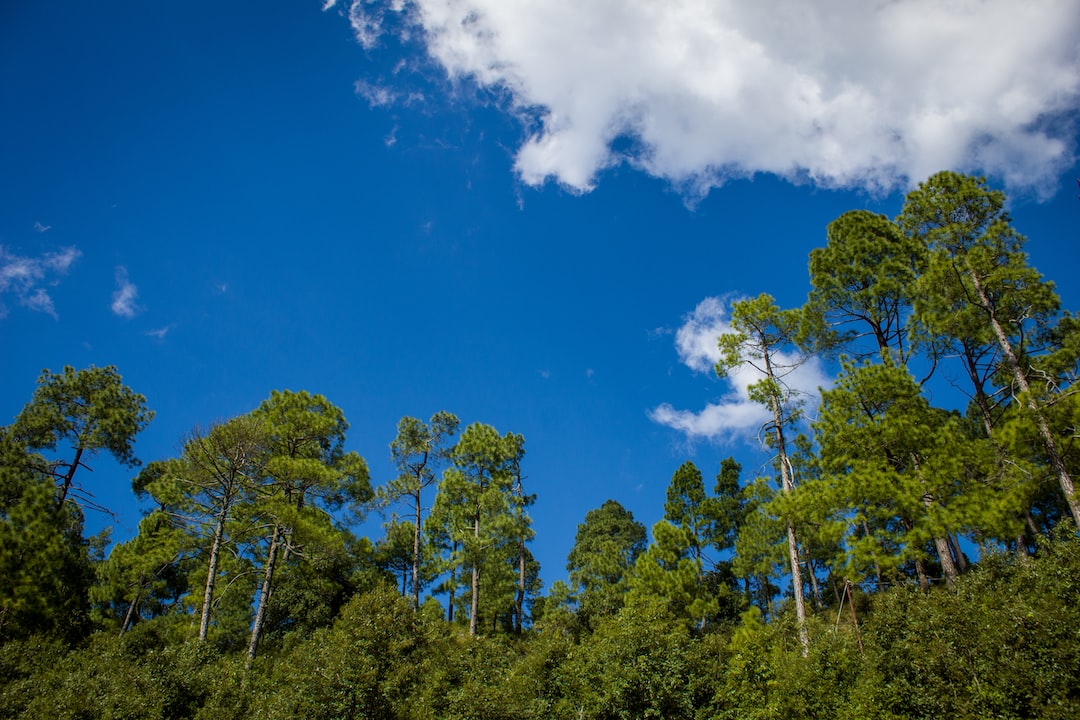 Binsar