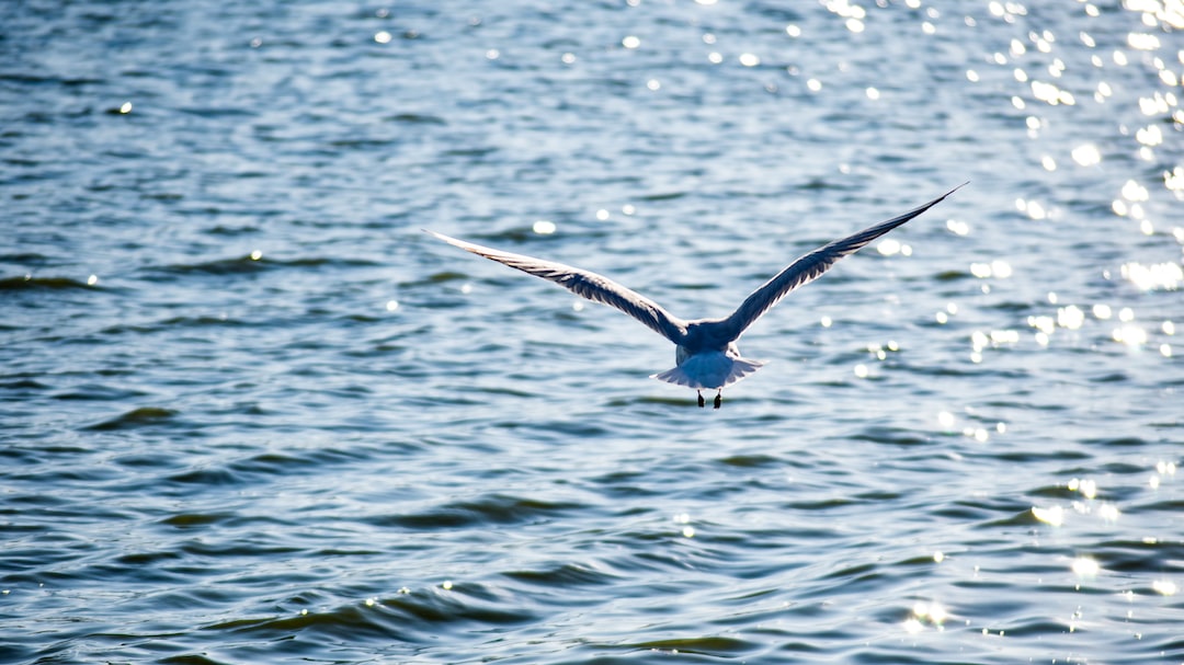 Is Palic safe?