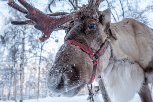 Crime in Jukkasjärvi