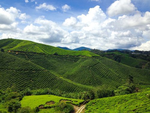 Crime rates in Cameron Highlands