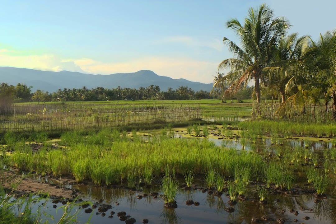 Kampot