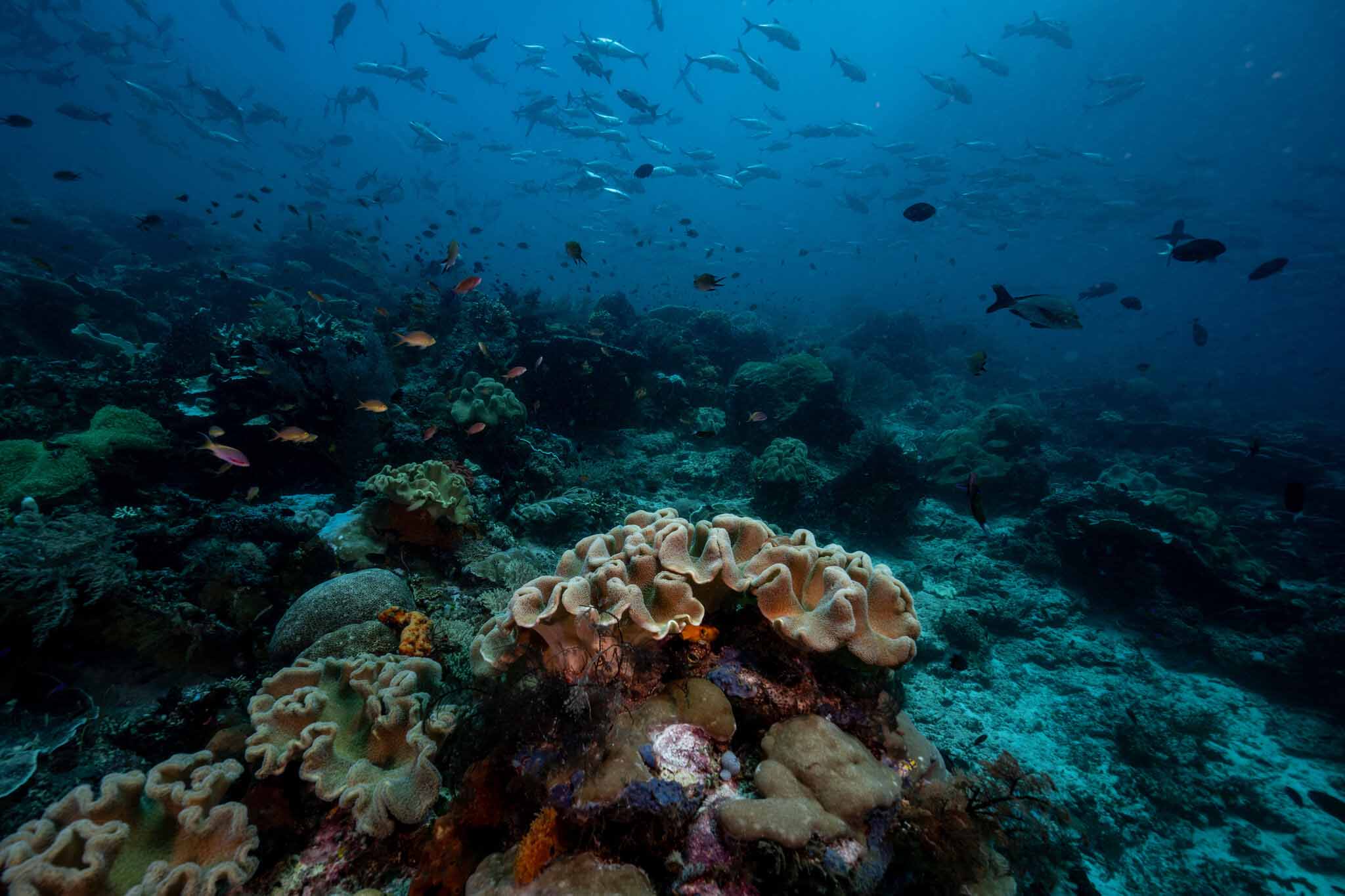 Raja Ampat, Indonesia