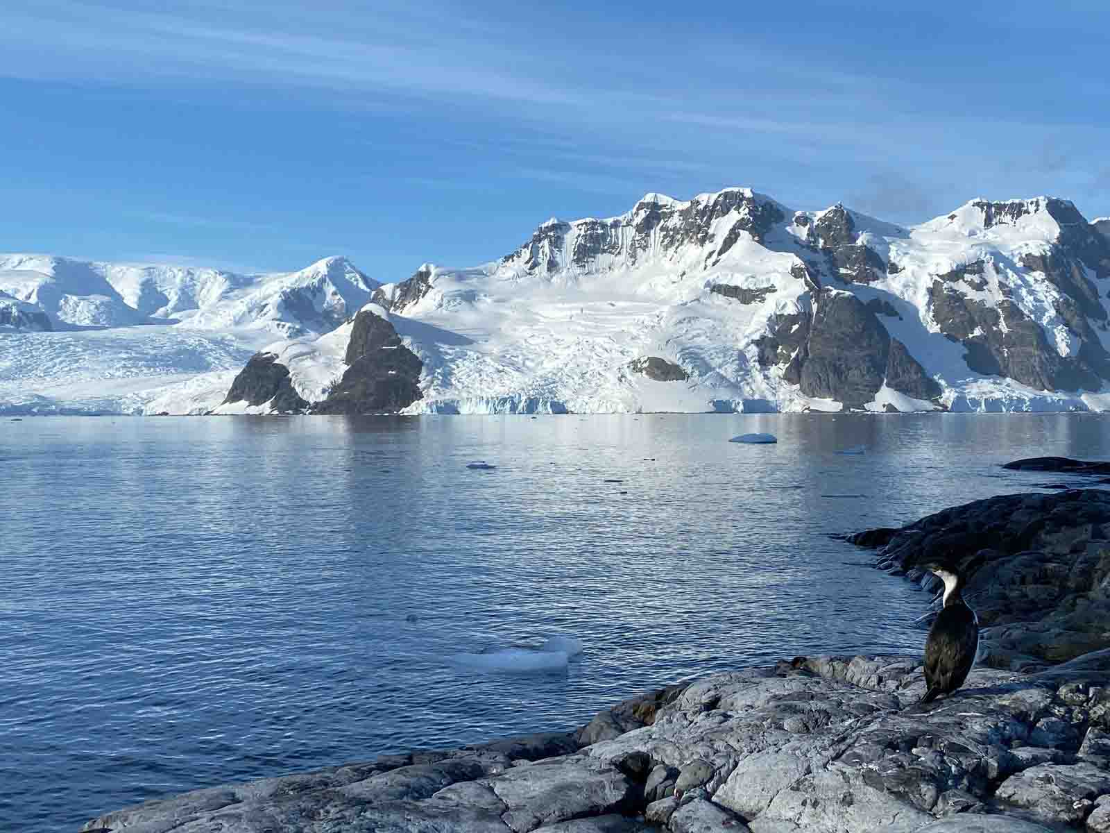 A blue-eyed shag in Antarctica