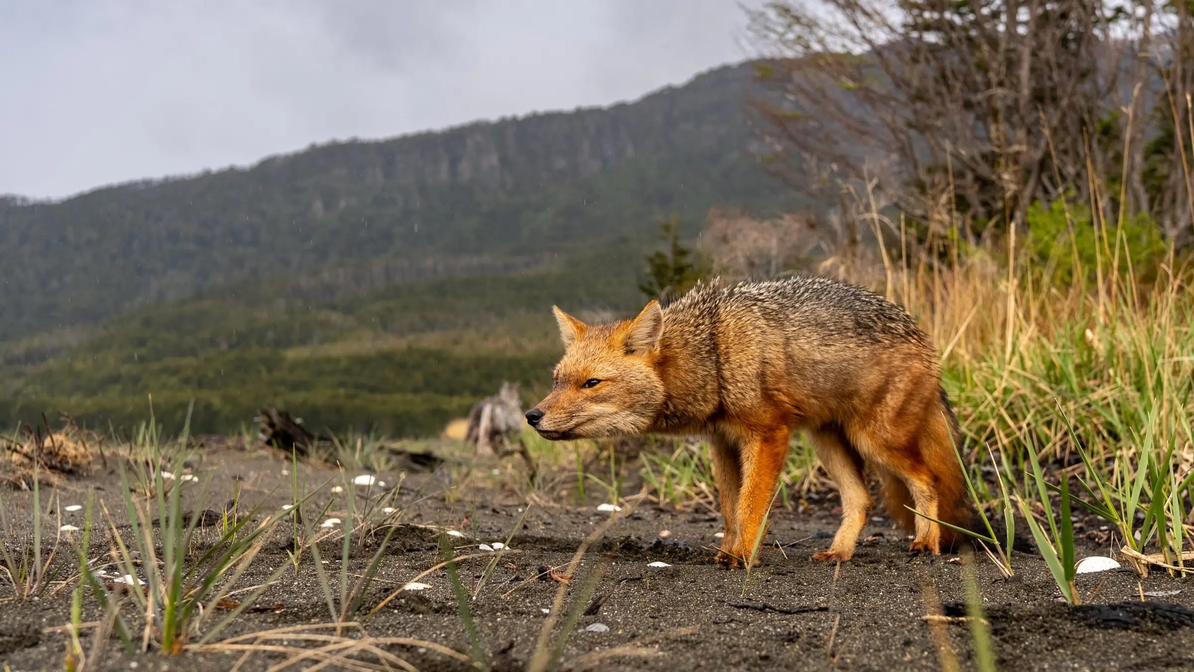 A culpeo | Chile | South America