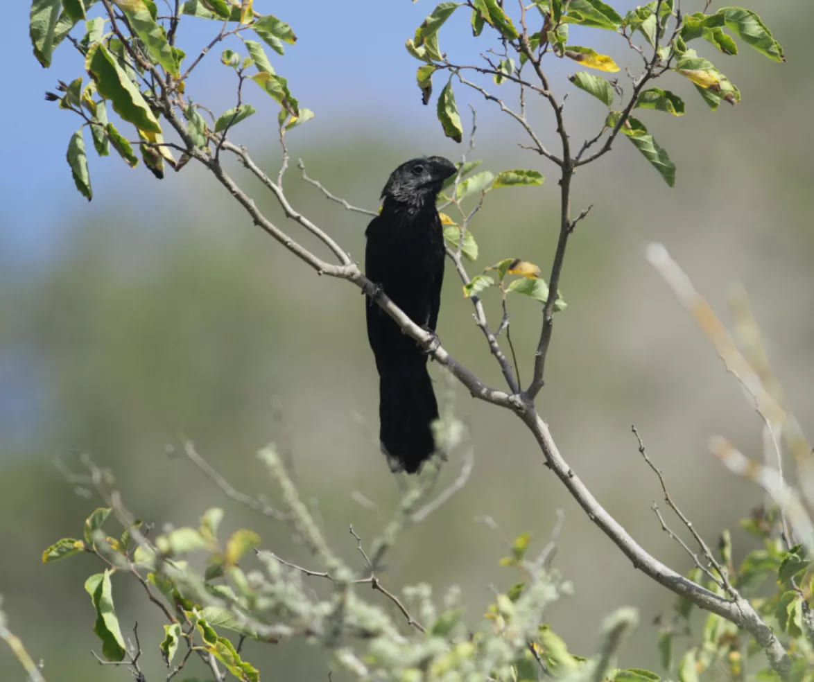 A smooth-billed ani perched in a tree