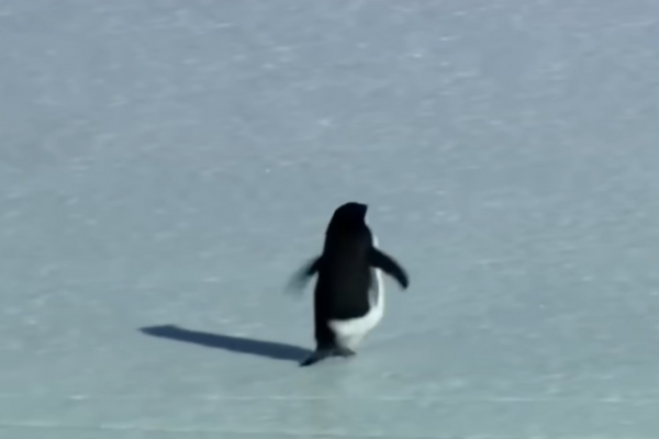 Adelie Penguin - Antarctitca - Werner Herzog