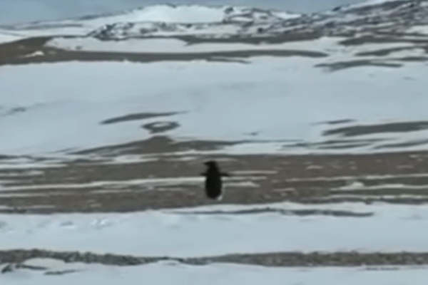Adelie Penguin - Antarctica - Werner Herzog
