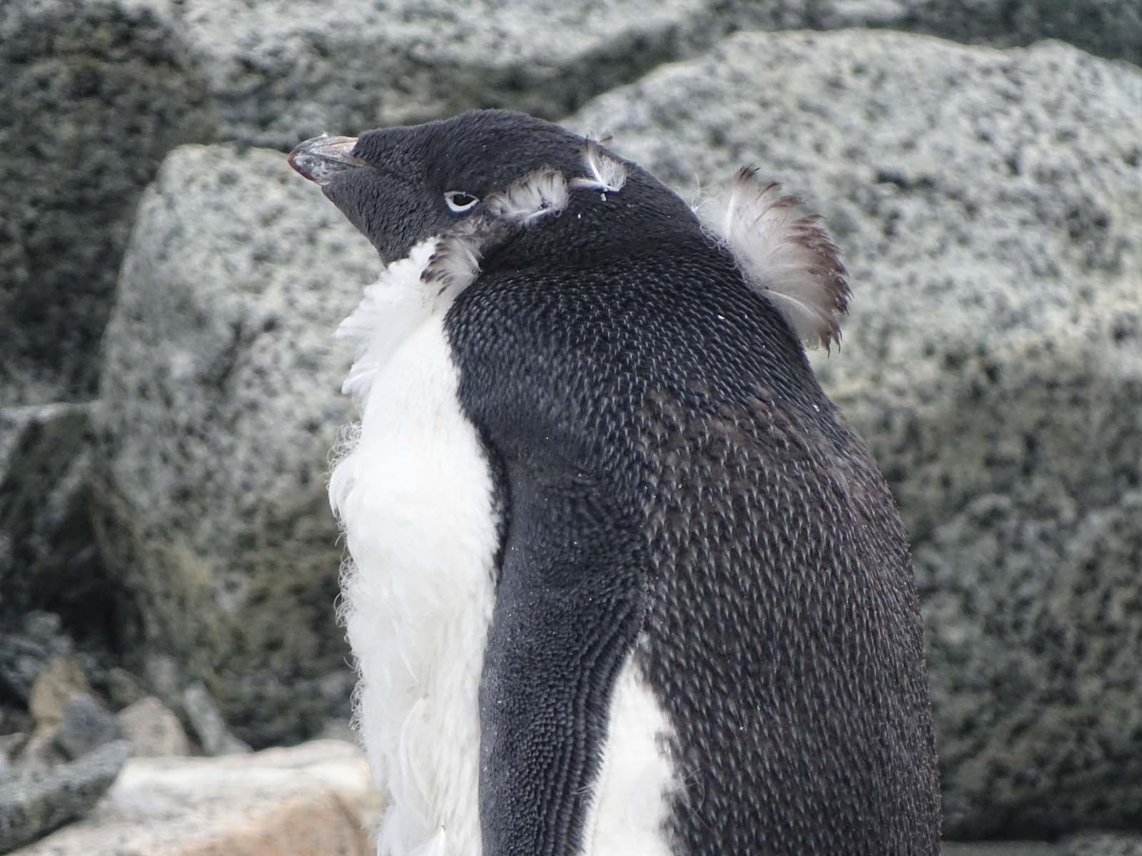 Adelie penguin | Wildlife | Antarctica