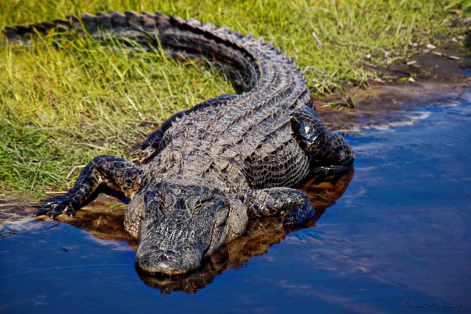 Alligator