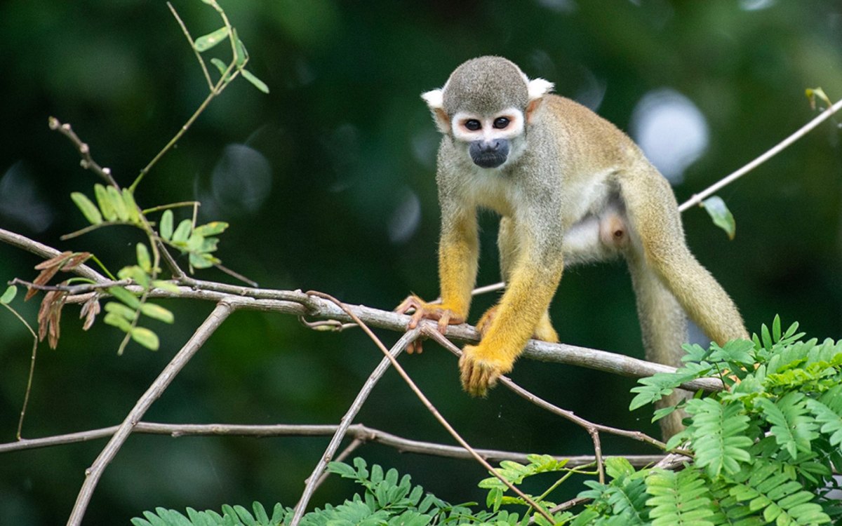 Amazon | Ecuador | South America