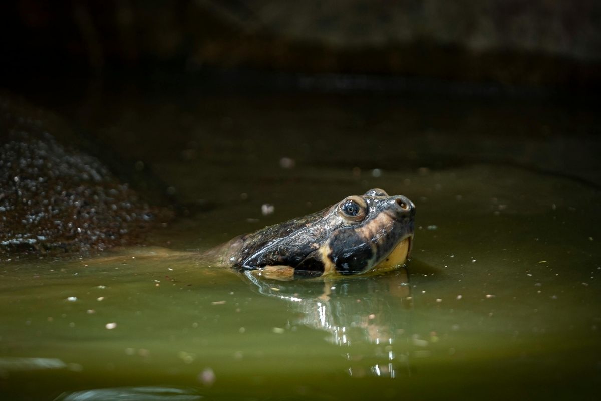 Turtle Taricaya | Iquitos | Peru