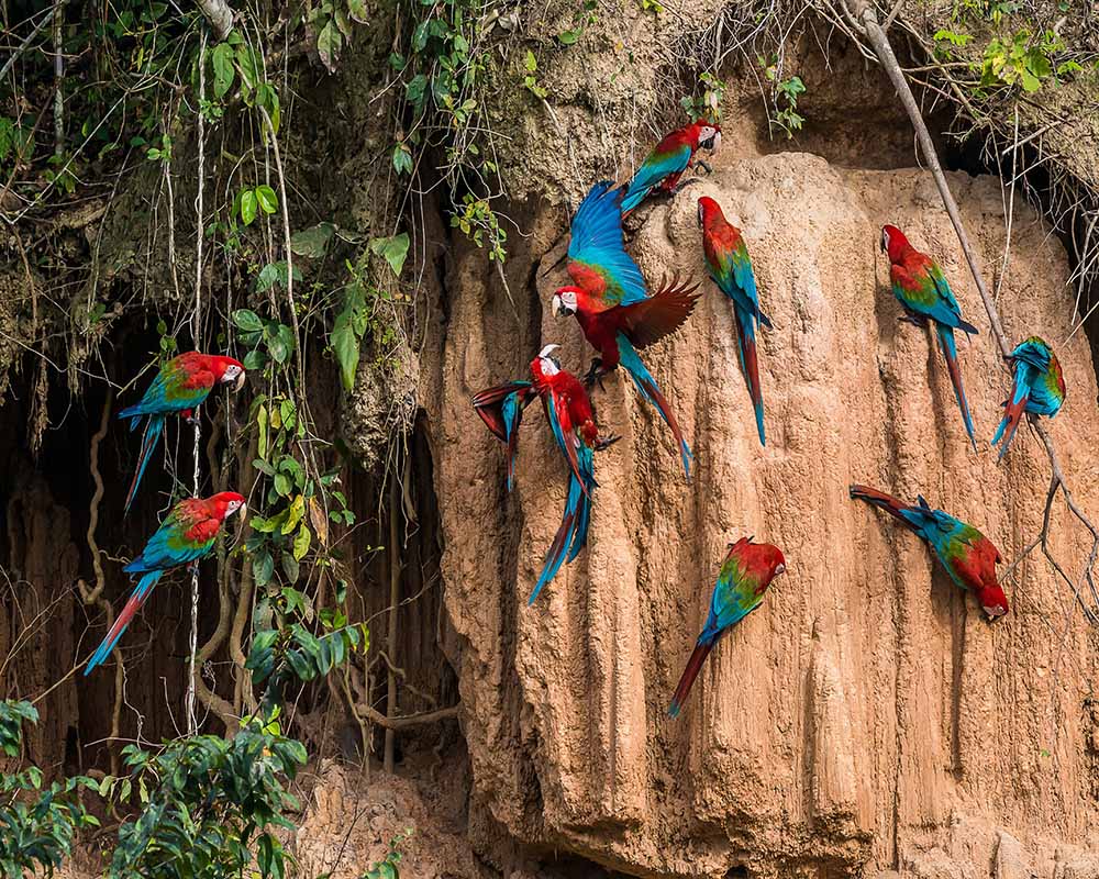 Birdwatching | Amazon | Peru
