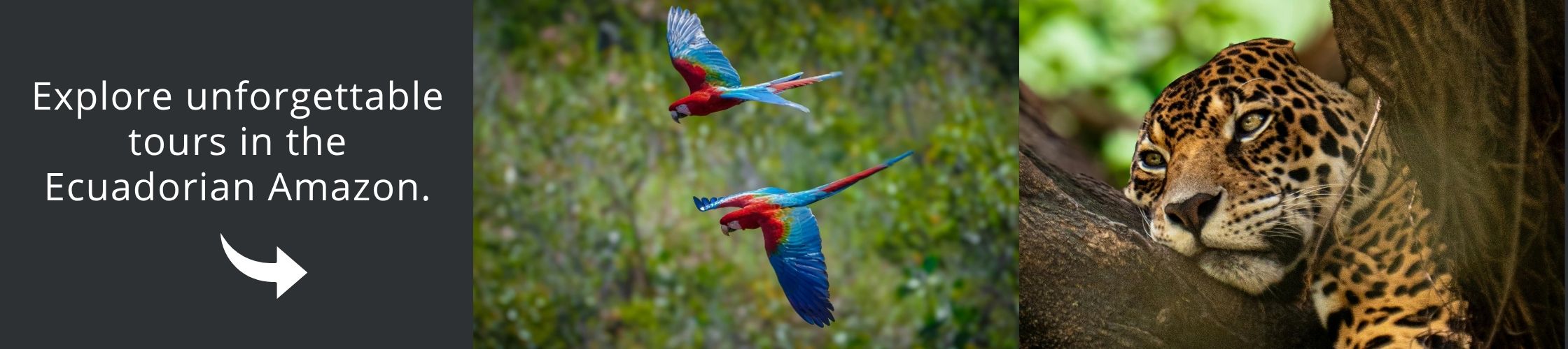 Visit Amazon with our itineraries